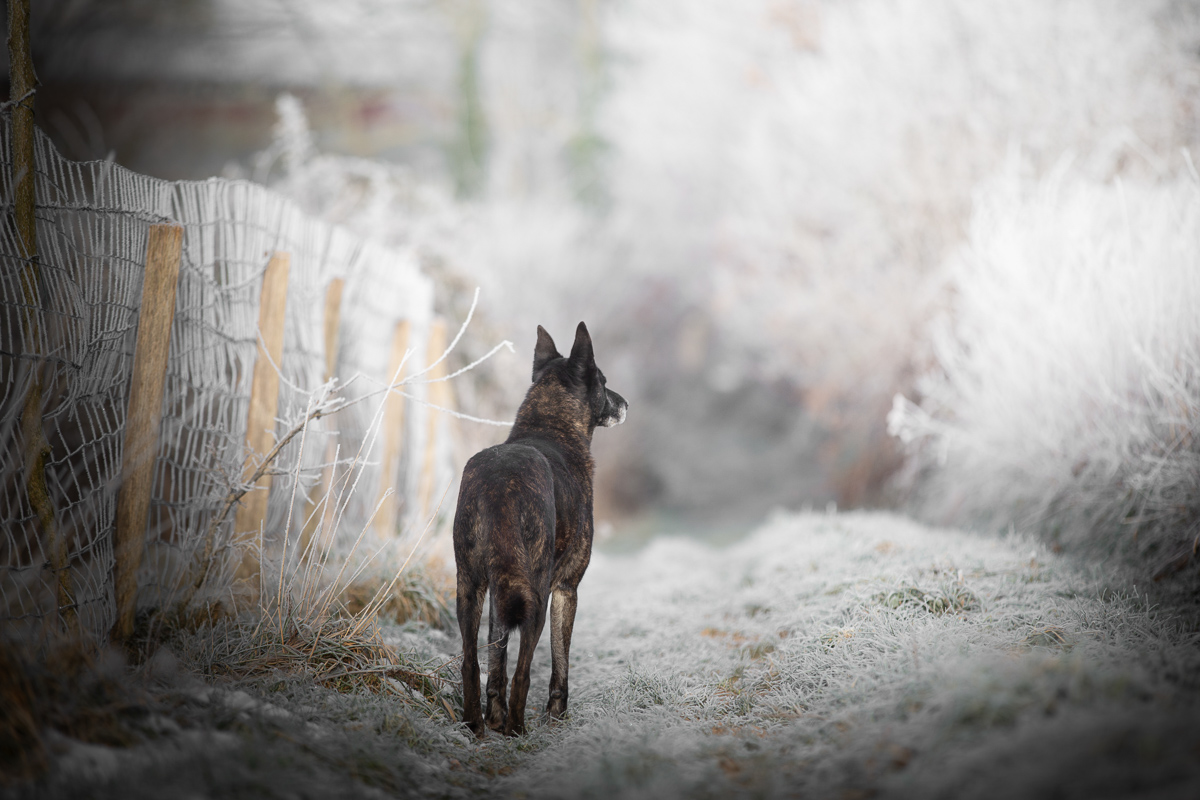 Chien berger hollandais hiver givre retouche photo pro