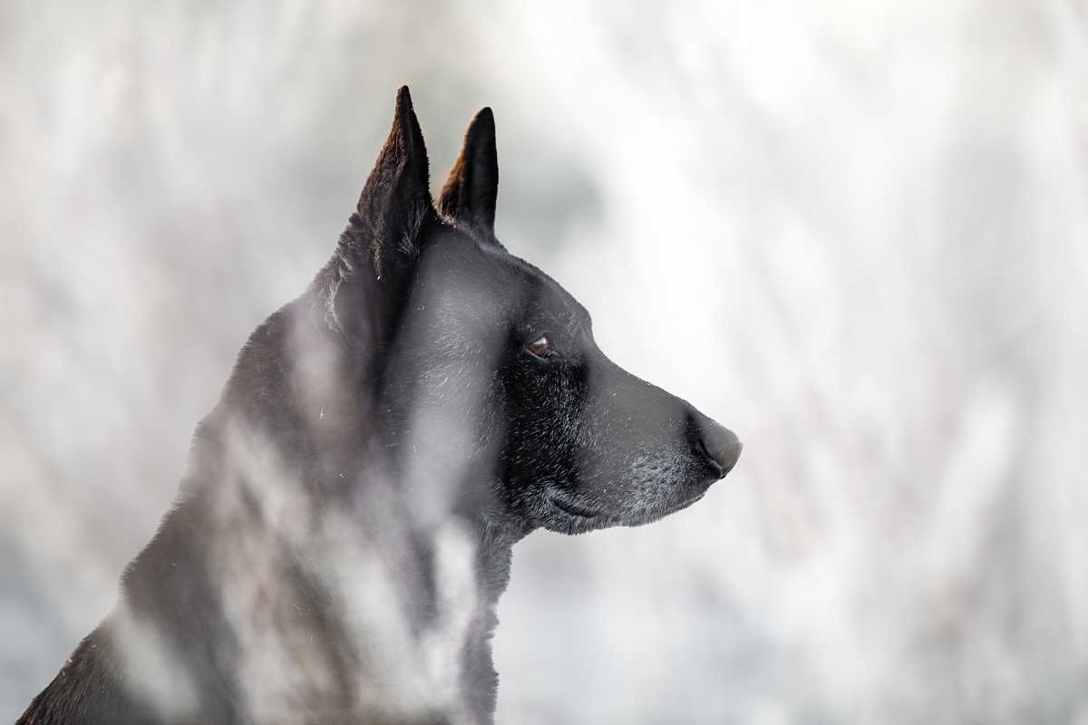 Chien berger hollandais hiver givre seance photo pro