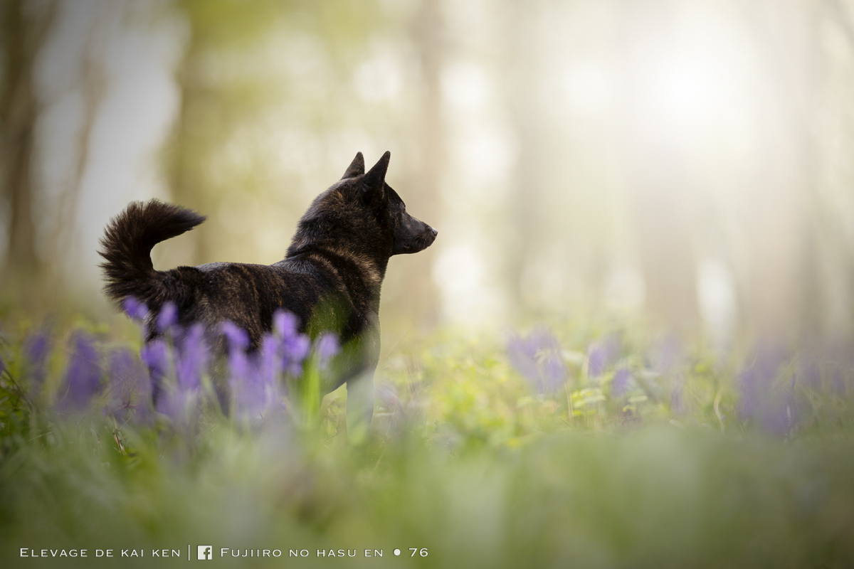 Chien kai ken foret jacinthes fleurs printemps