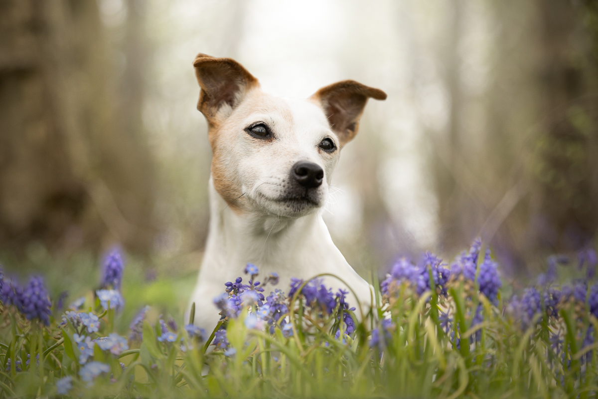 Chien jack russell foret jacinthes fleurs printemps photo professionnelle