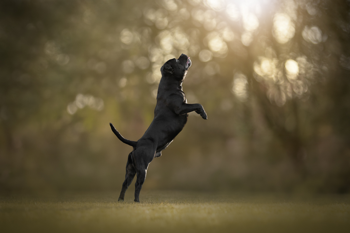Chien staffie couche de soleil joue saute photo professionnelle
