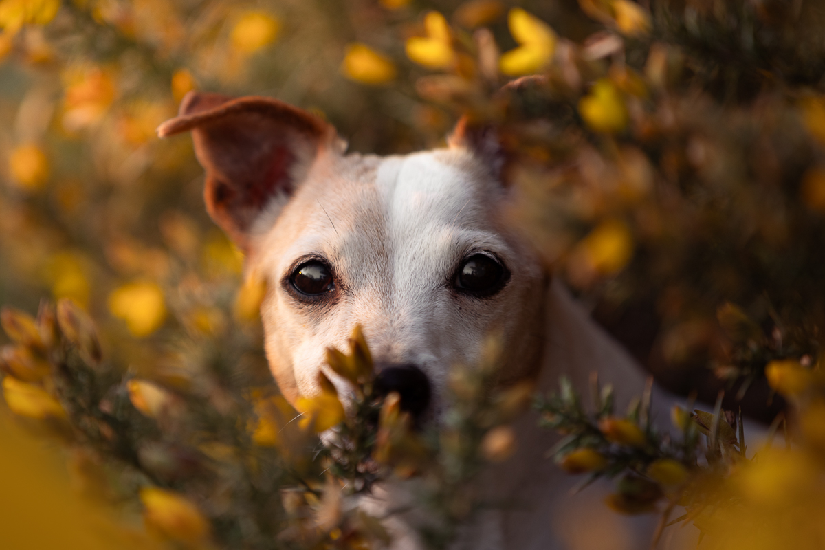Chien jack russell ajonc photo pro jaune couche de soleil fleurs printemps