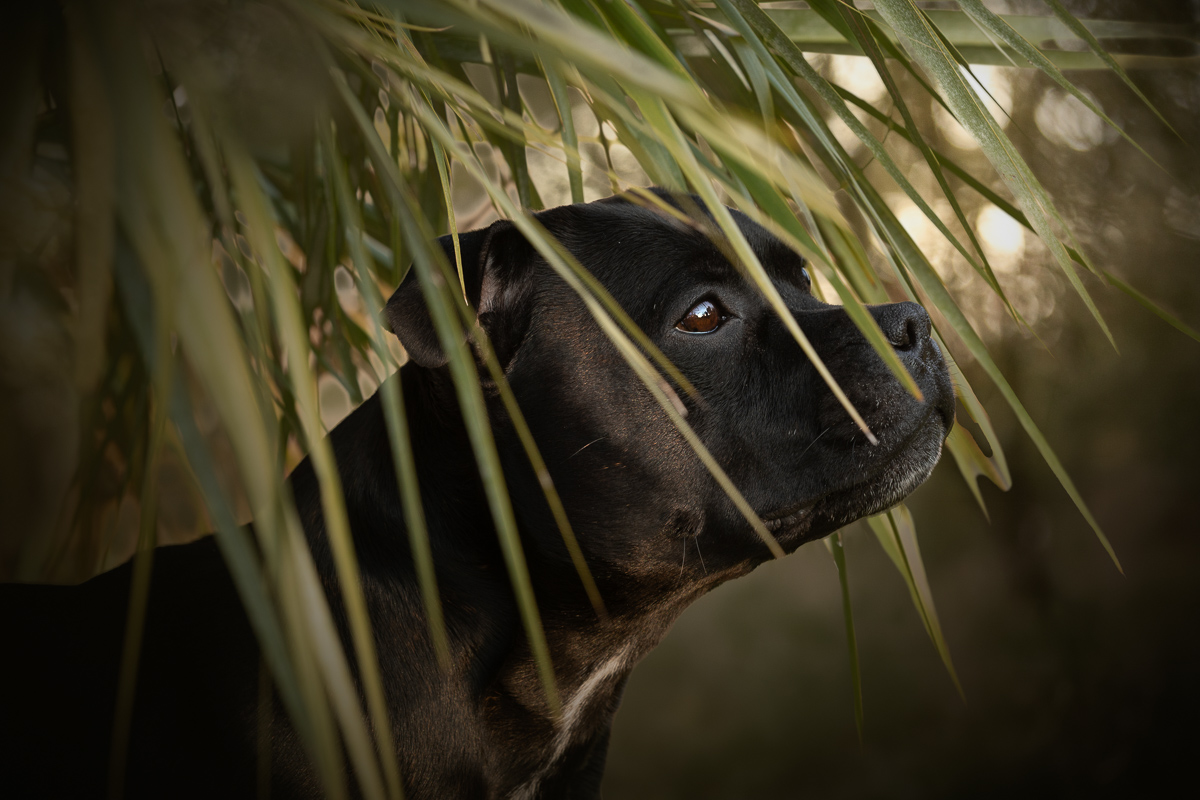 Chien seance photo animaliere tons vert