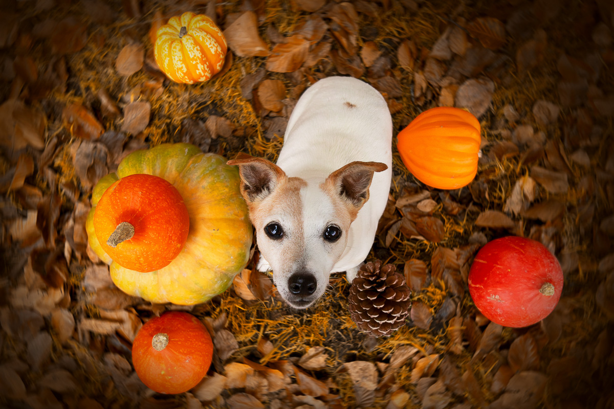 Chien jack russell citrouilles halloween automne seance photo amusante