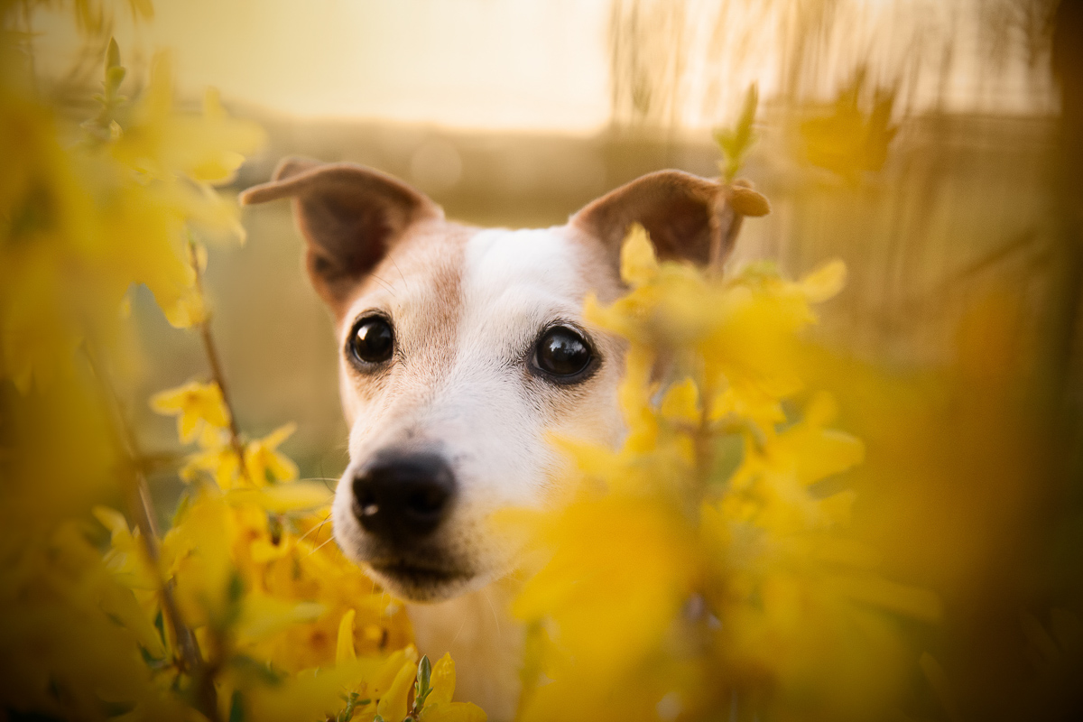 Chien jack russell forsythia jaune seance photo professionnelle animalier