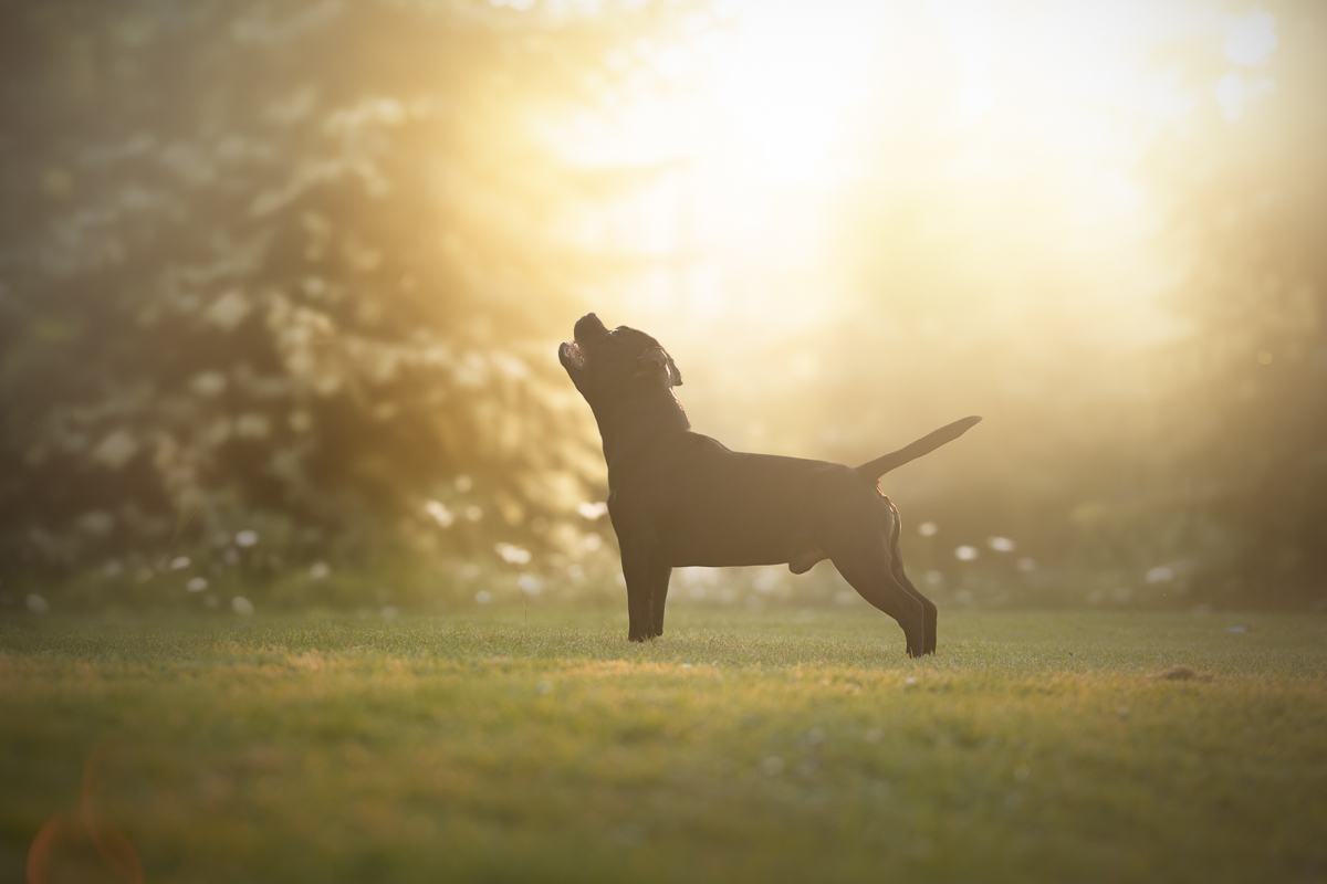 Chien staffie couche de soleil seance photo pro