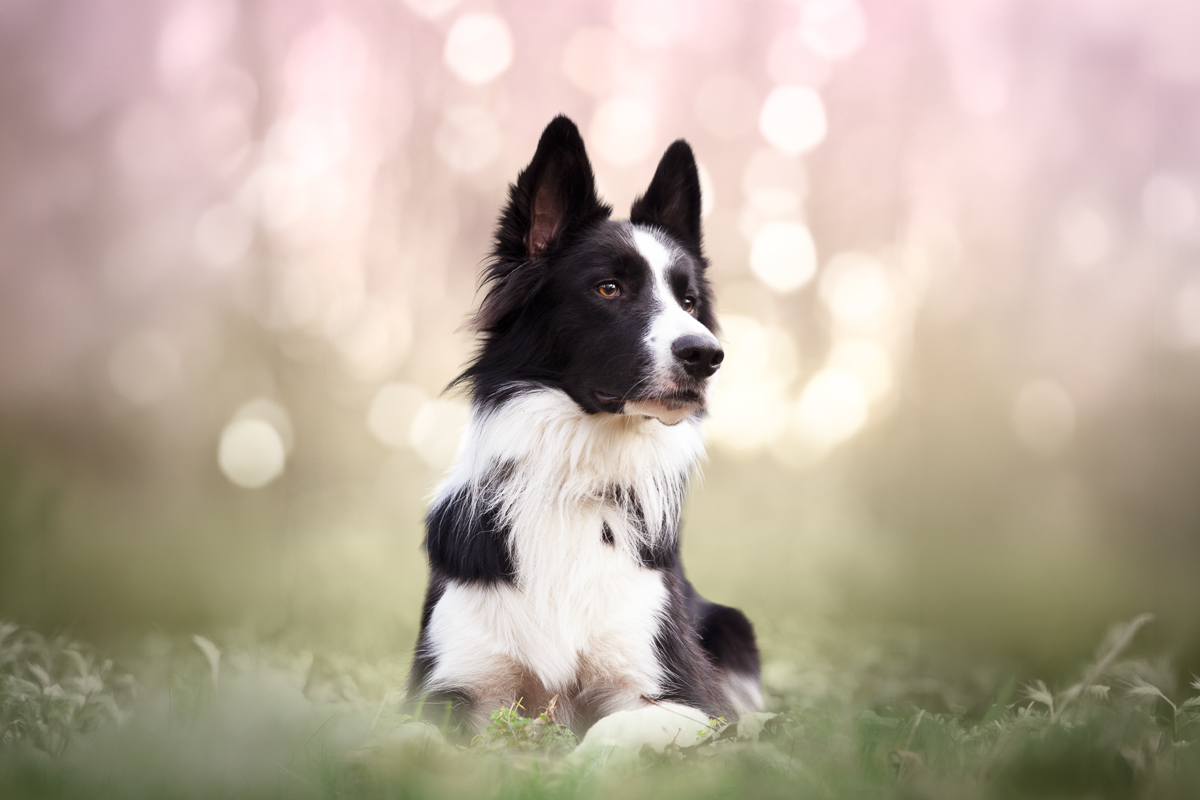 Chien border collie cerisiers roses printemps seance photo animaliere