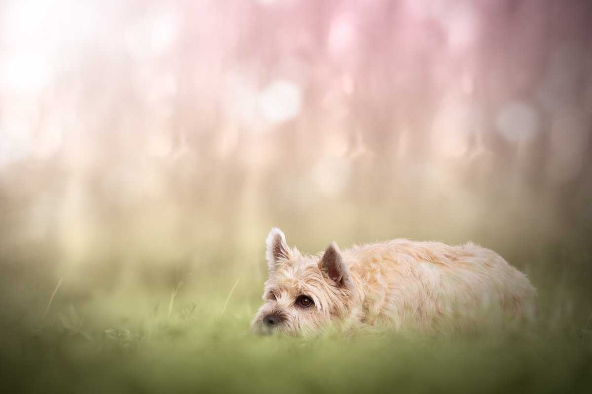 Chien cerisiers roses printemps seance photo professionnelle
