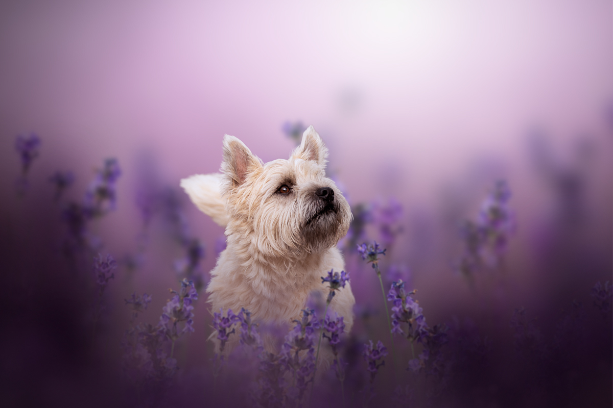 Chien lavande violette seance photo pro retouche photoshop