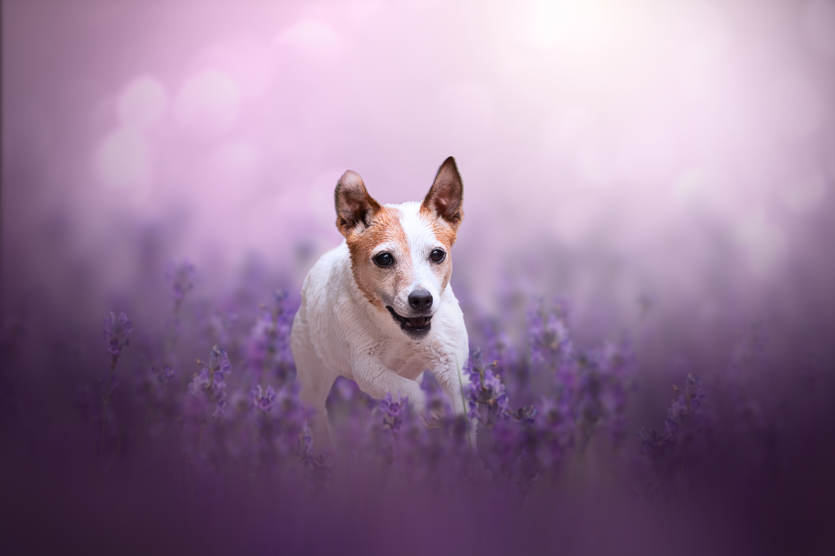 Chien jack russell lavande violette seance photo pro retouche photoshop