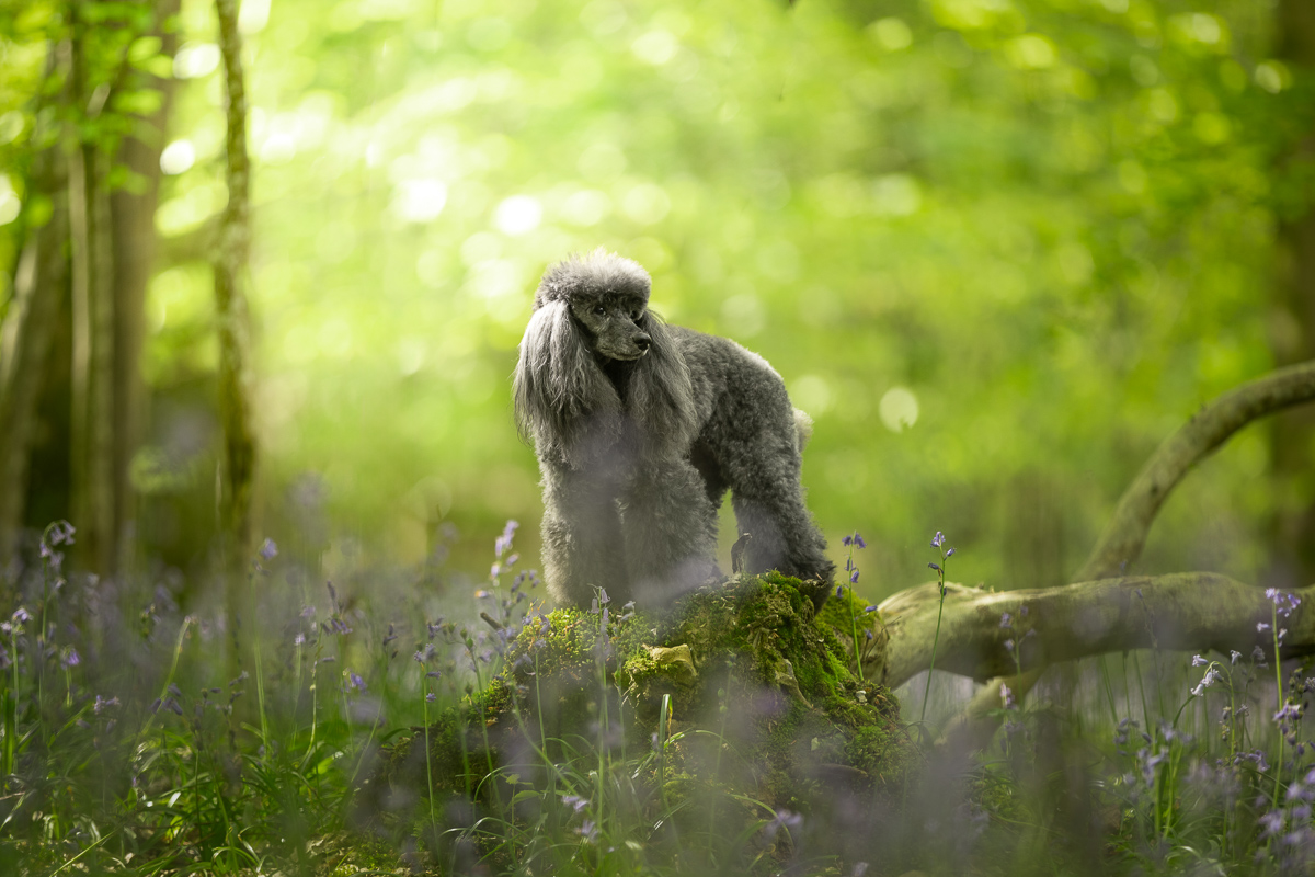 Chien caniche foret verte seance photo professionnelle