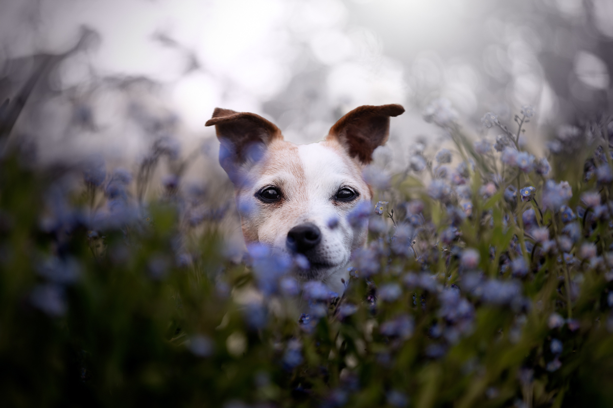 Chien jack russell muscaris violet retouche pro
