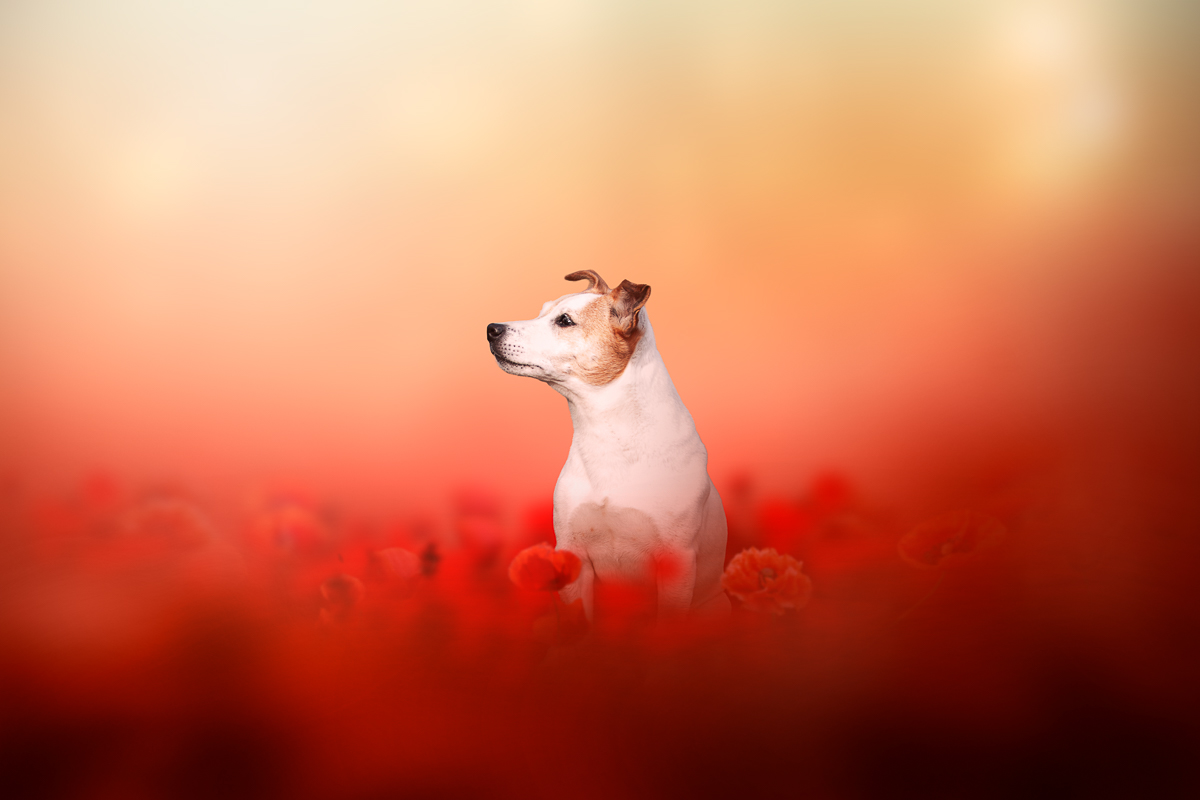 Chien jack russell montage photoshop coquelicots rouges printemps seance photo