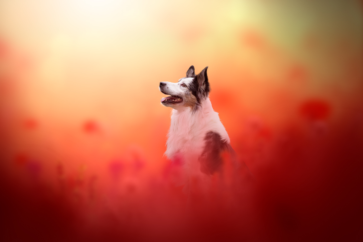 Chien border collie montage photoshop coquelicots rouges printemps seance photo