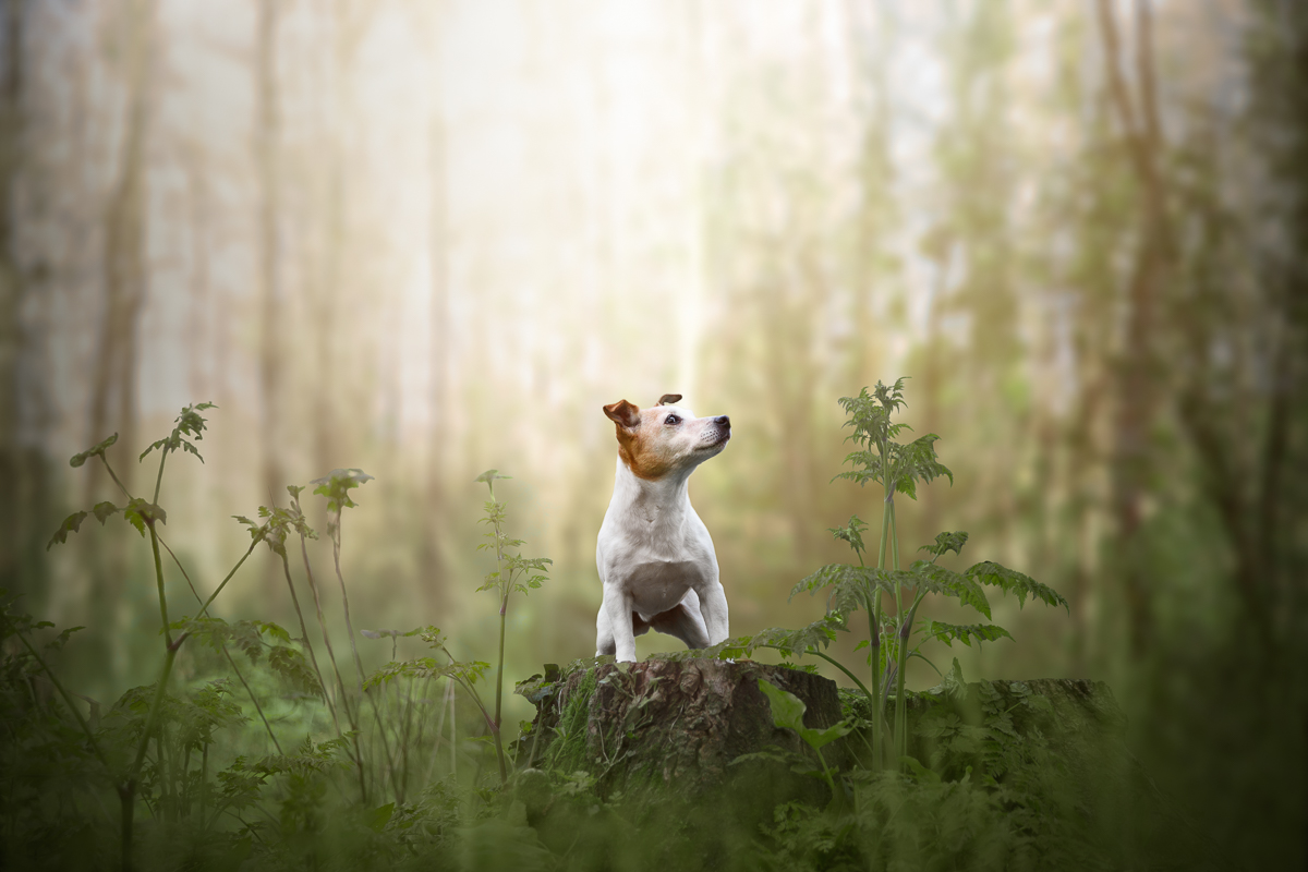 Chien jack russell foret vert shooting photo prefessionnel