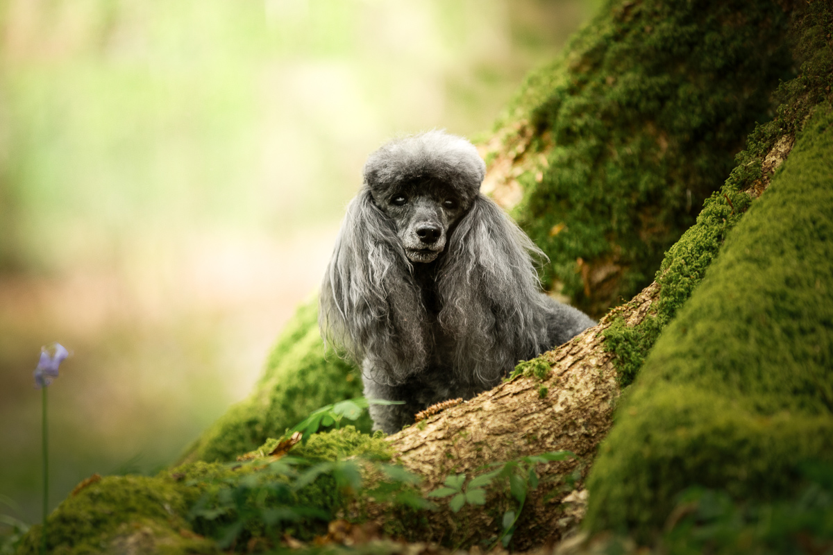 Chien caniche seance photo foret mignon joli