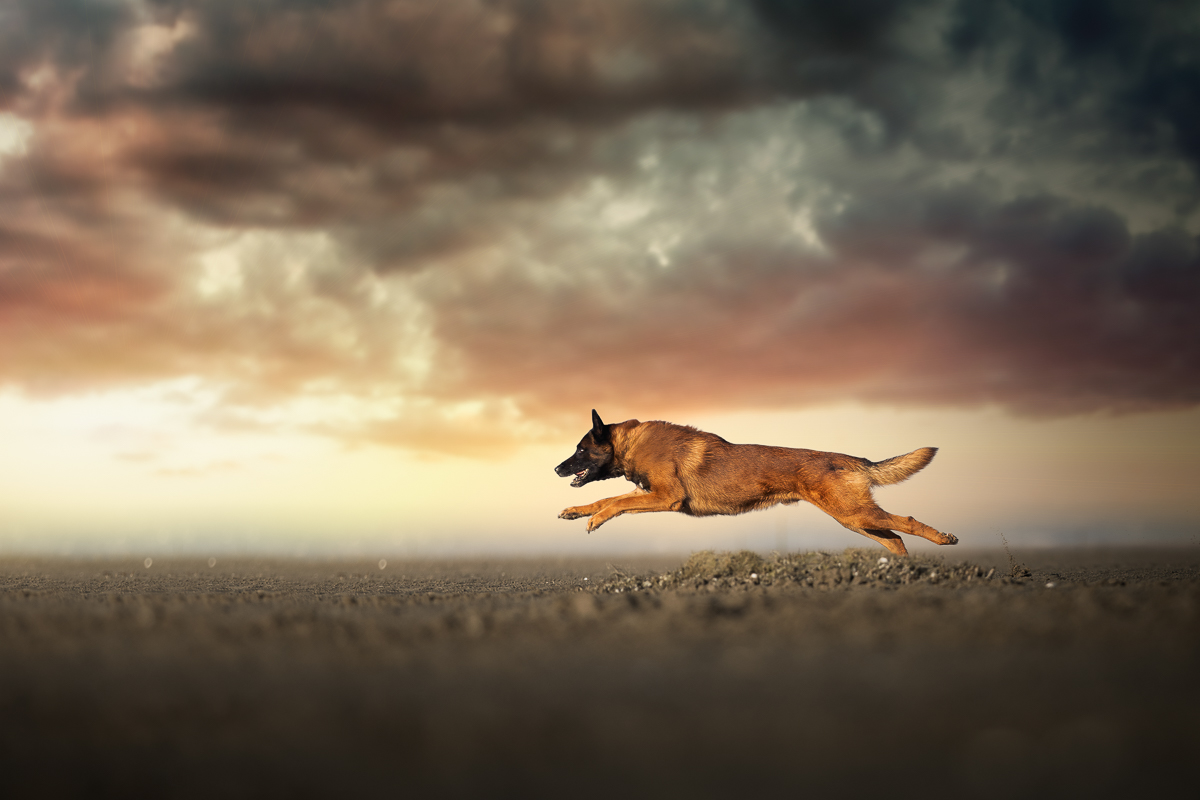 Chien malinois court sportif foret retouche photo professionnelle plage orage