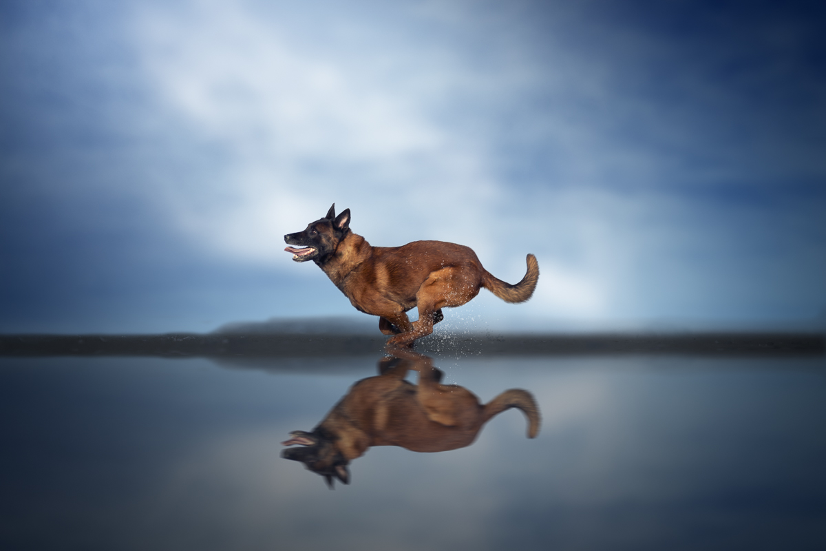 Chien berger belge malinois sportif court plage bleu