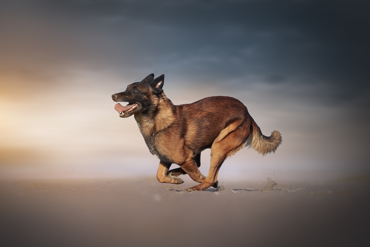 Chien berger belge malinois court plage retouche photo professionnelle