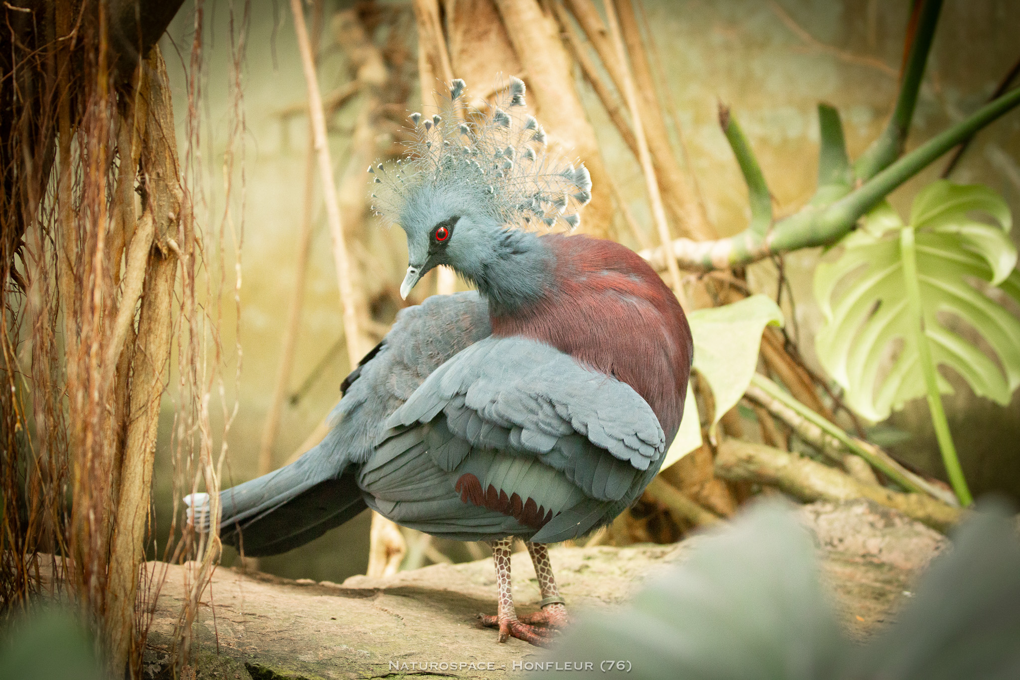 oiseau exotique naturospace