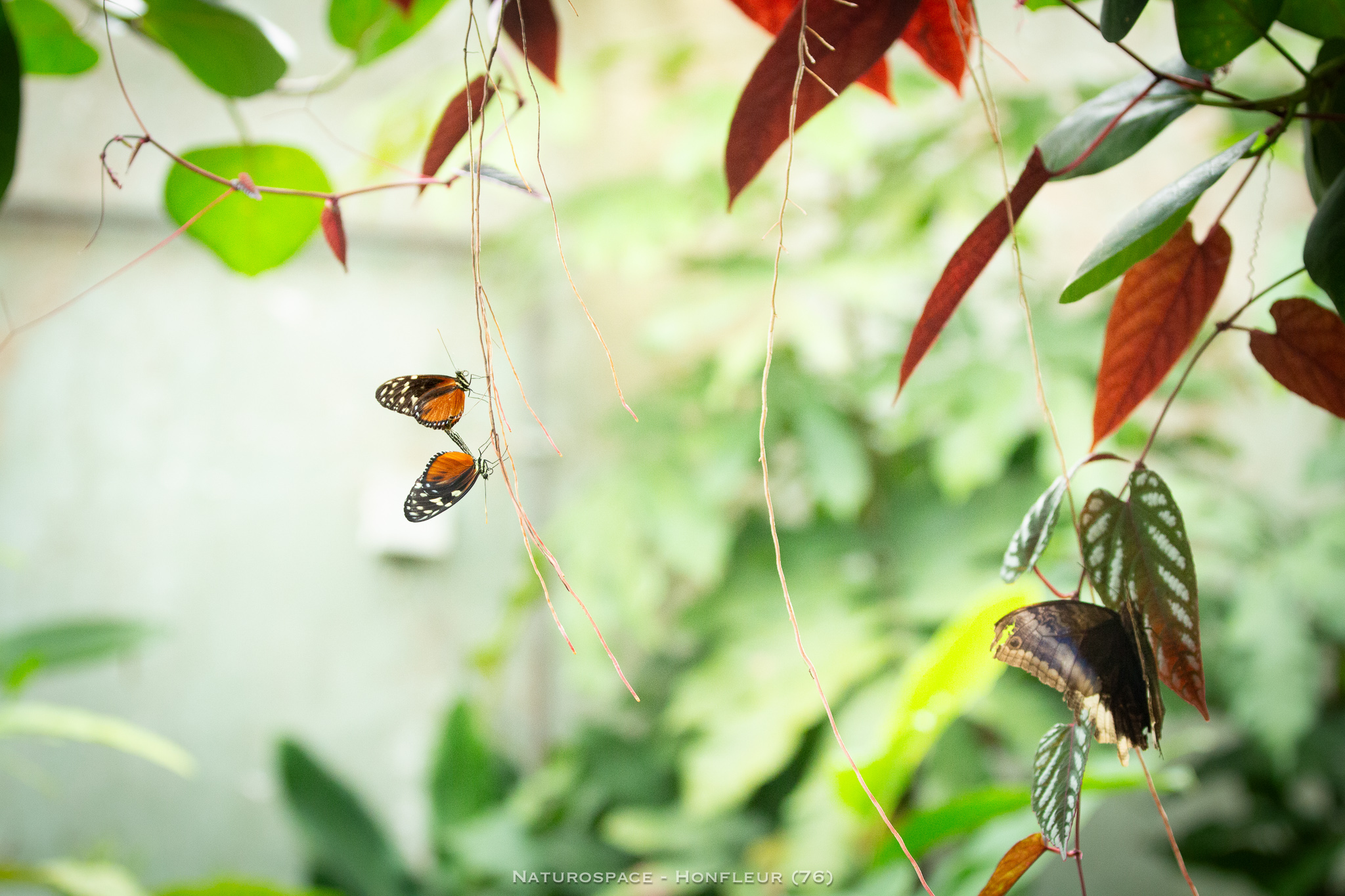 papillon exotique naturospace