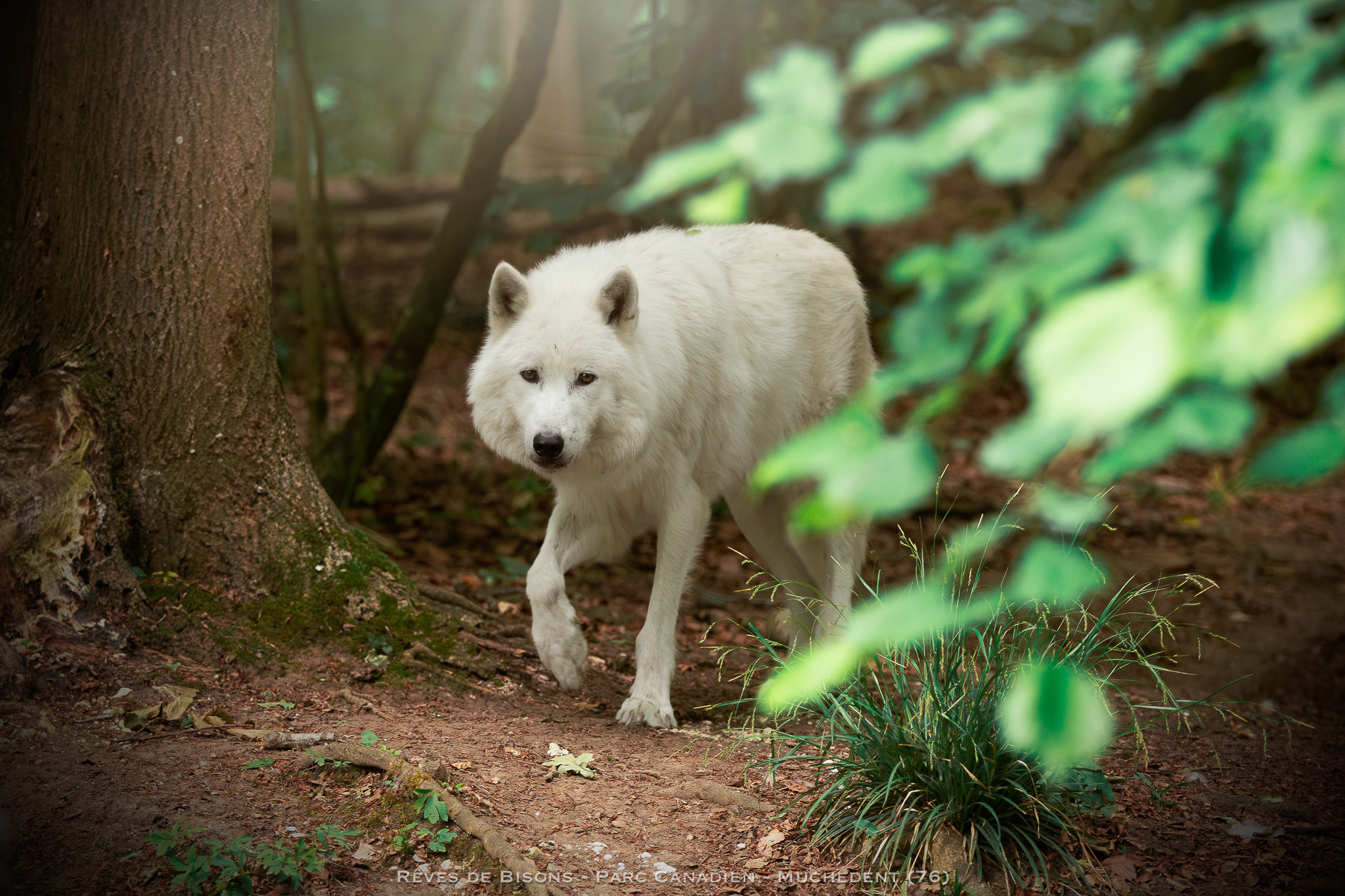 loup blanc parc canadien reves de bisons