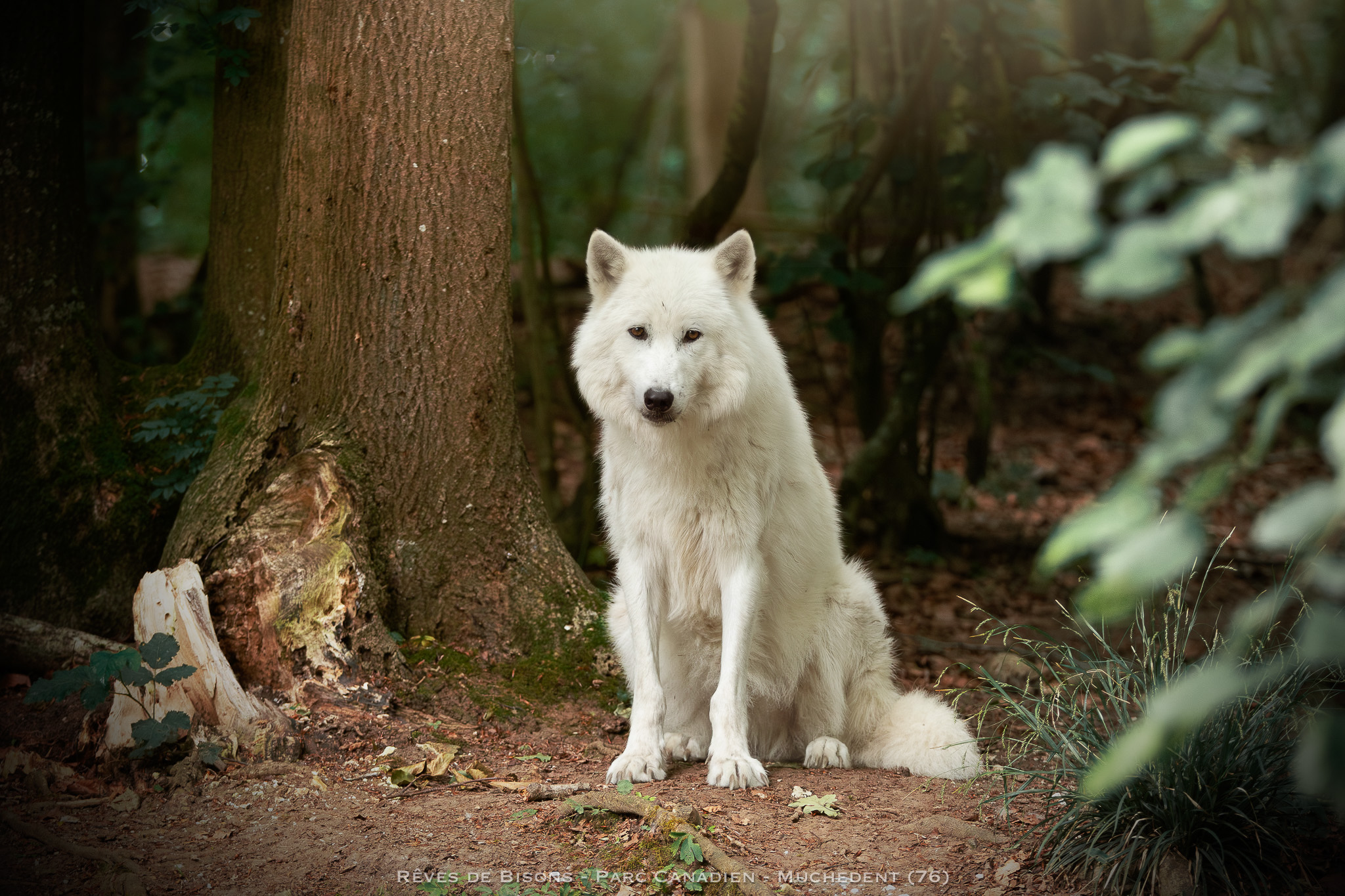loup blanc parc canadien reves de bisons