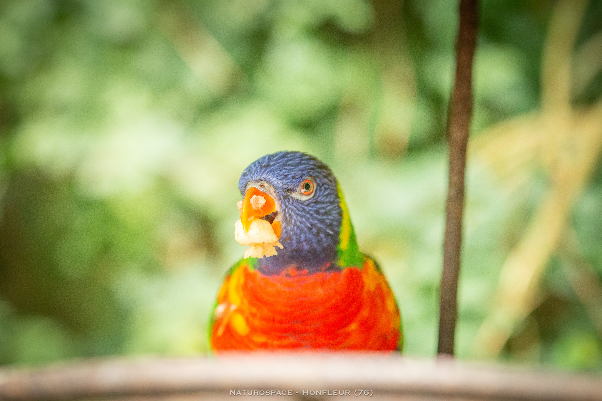 oiseau exotique naturospace