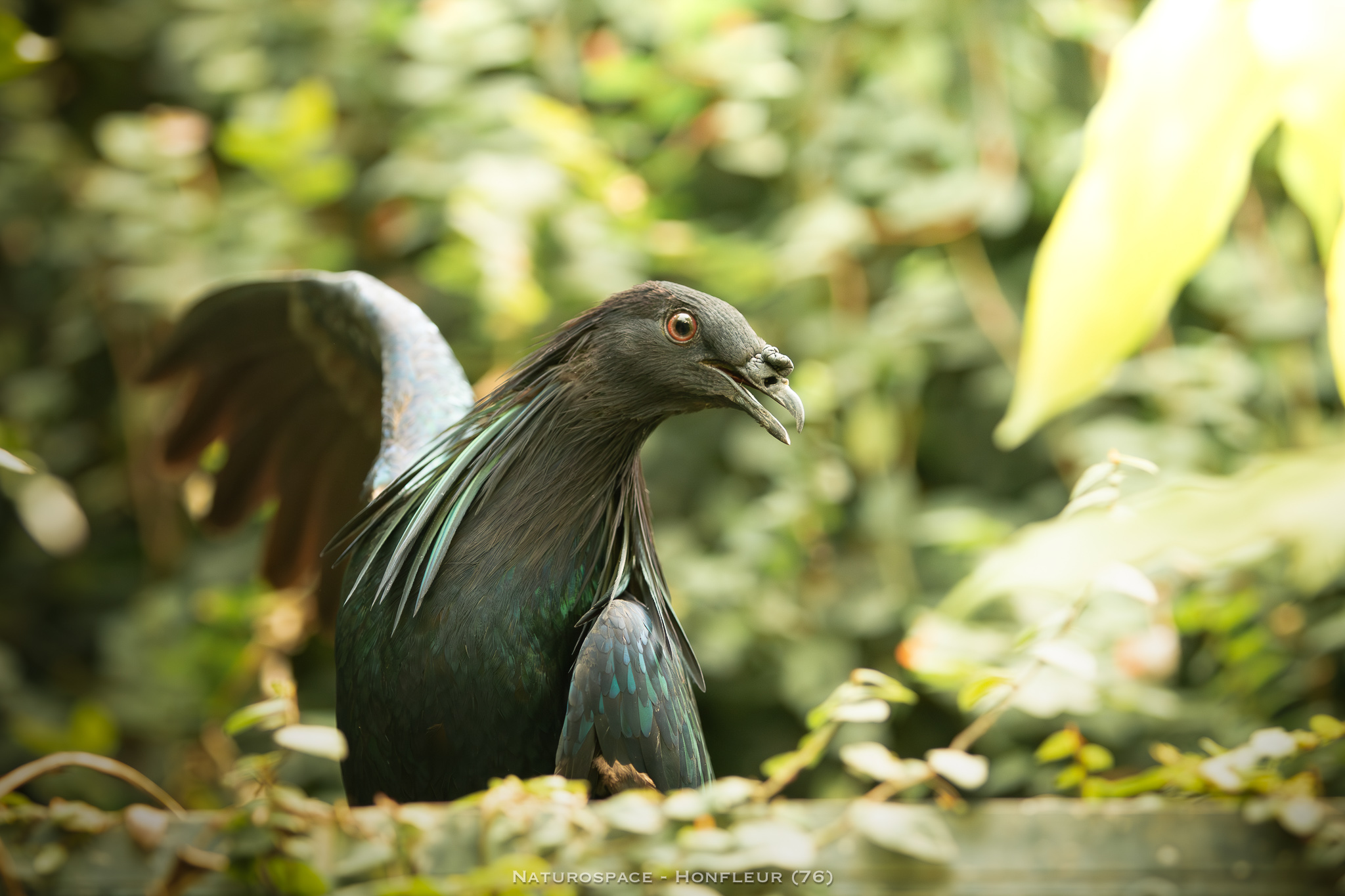 oiseau exotique naturospace