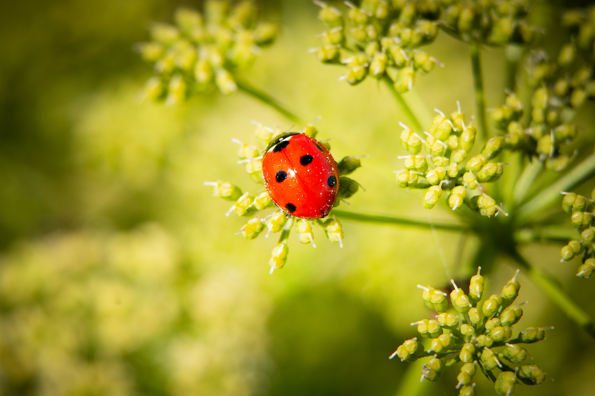 coccinelle