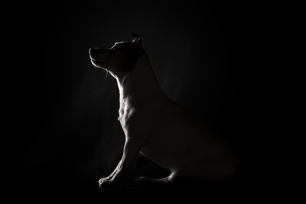 chien jack russell photo fond noir studio photographe professionnel seance photo animaliere