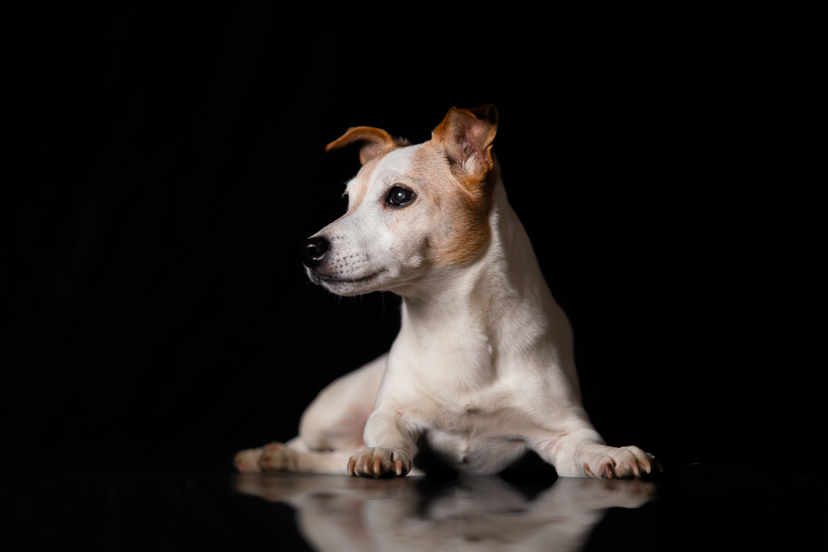 chien jack russell photo fond noir studio photographe professionnel seance photo animaliere