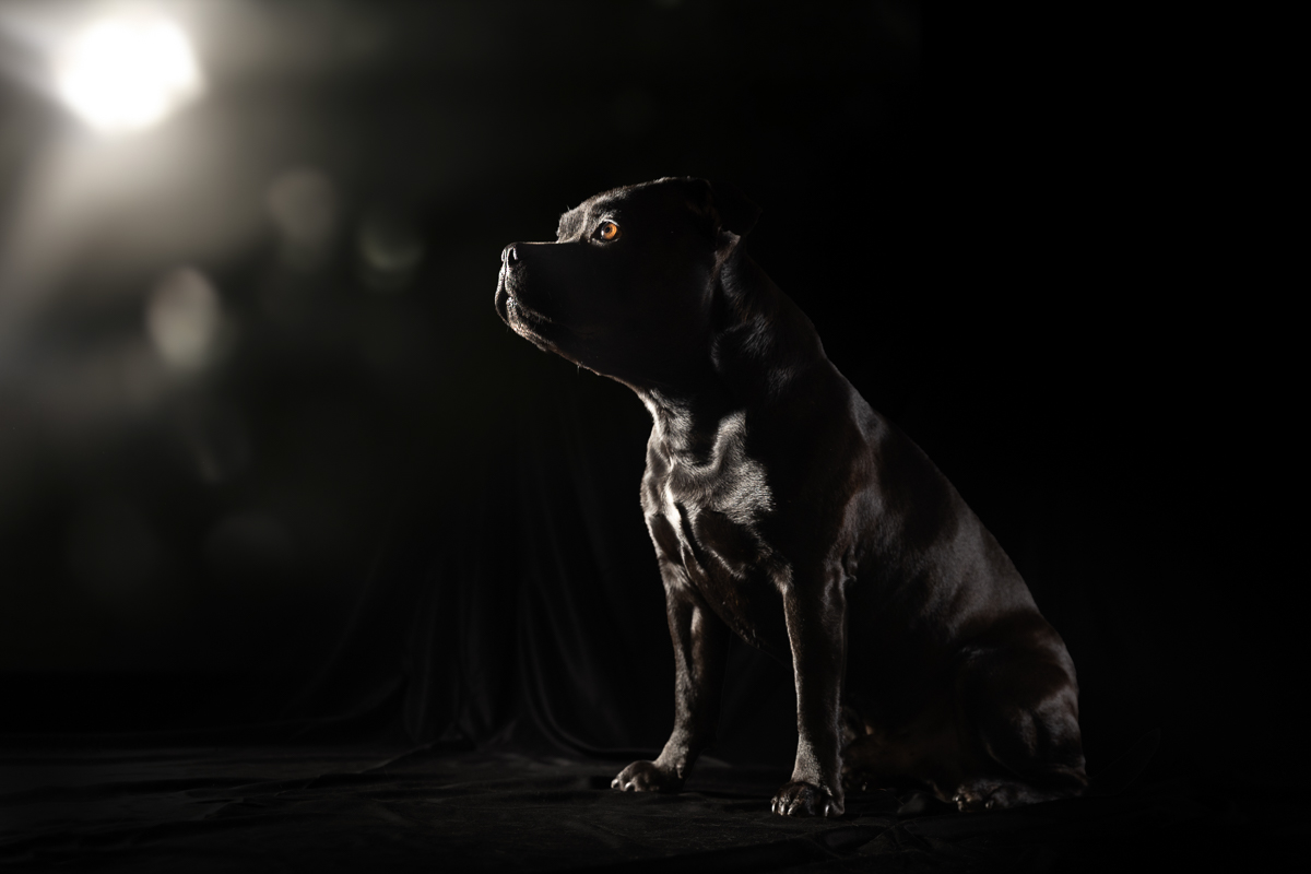 chien staffie photo fond noir studio photographe professionnel seance photo animaliere