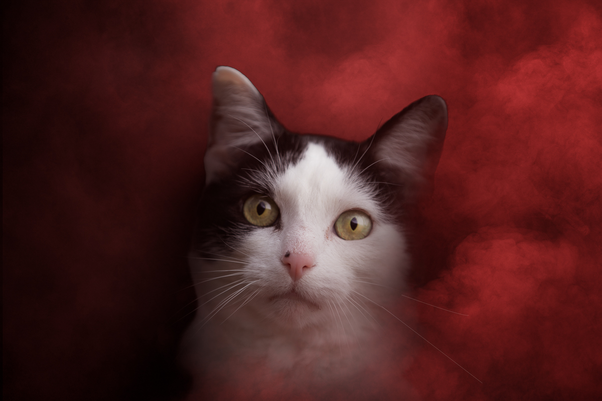 chat studio fond noir fumee coloree artistique photographe professionnel seance photo animalier