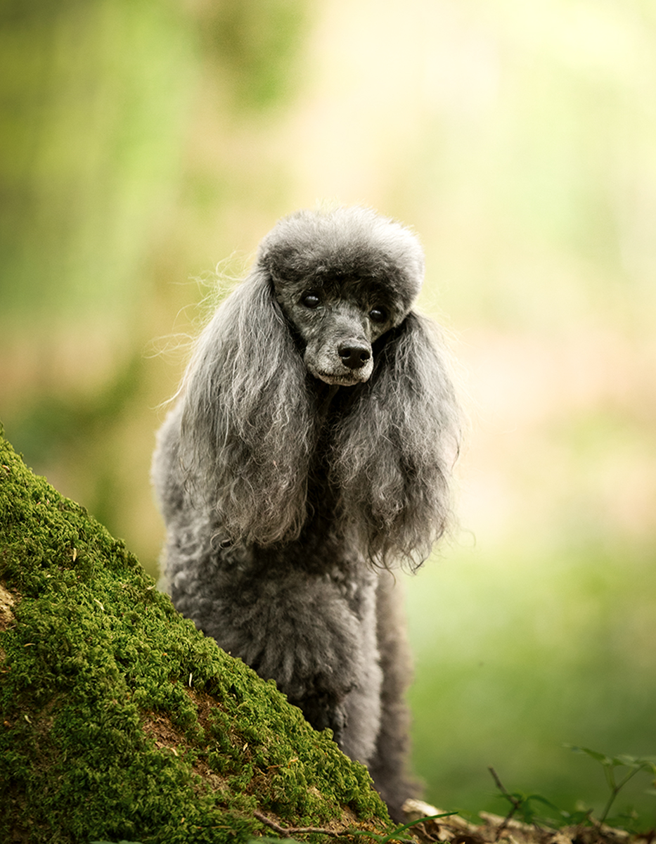 Chien caniche senace photo foret mignon