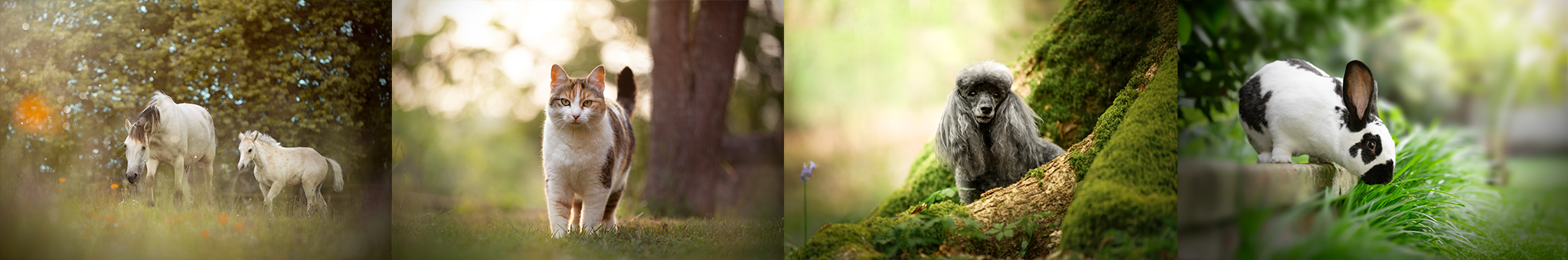 exemple photos forfaits en exterieurs photographe animaux