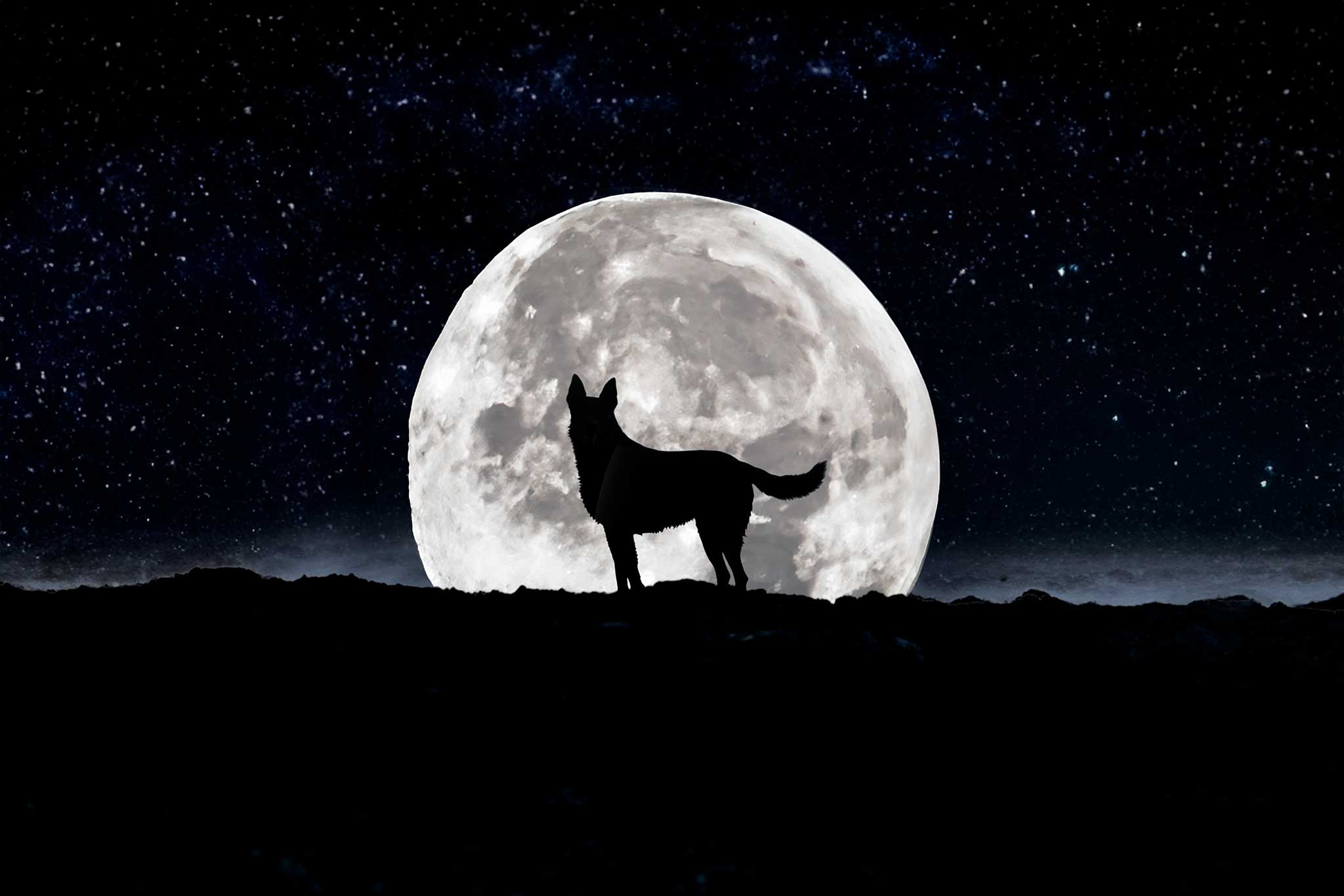 Loup, chien loup, berger hollandais dans la nuit, lune, photo creative