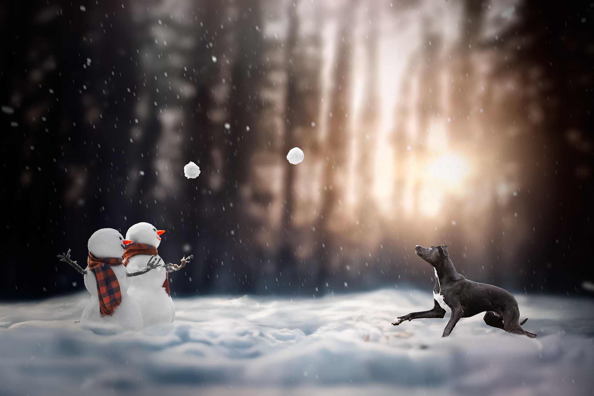 Chien berger jouant avec des bonhommes de neige